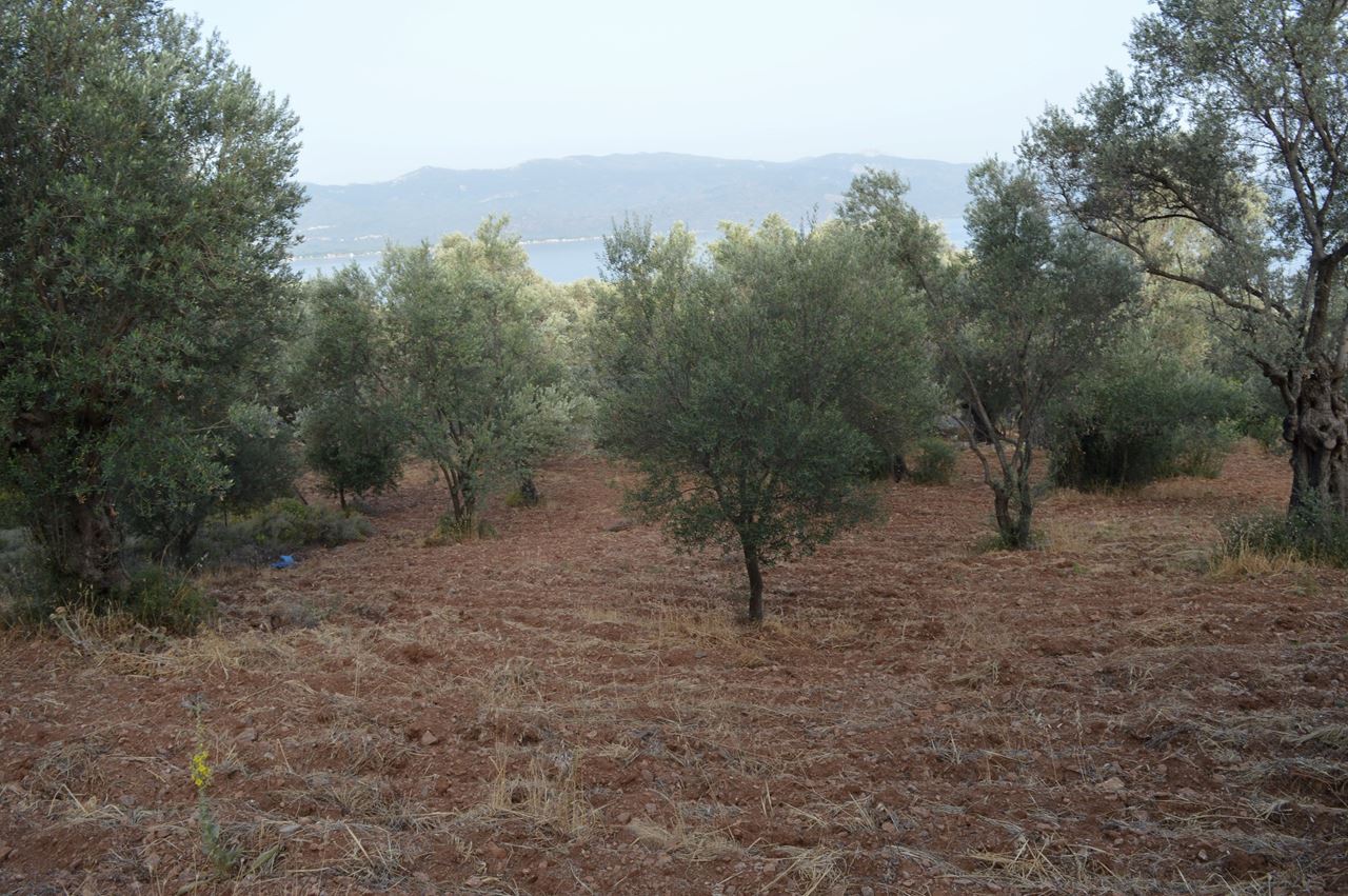 Land Plot - Lesvos - Mytilini - Alyfanta